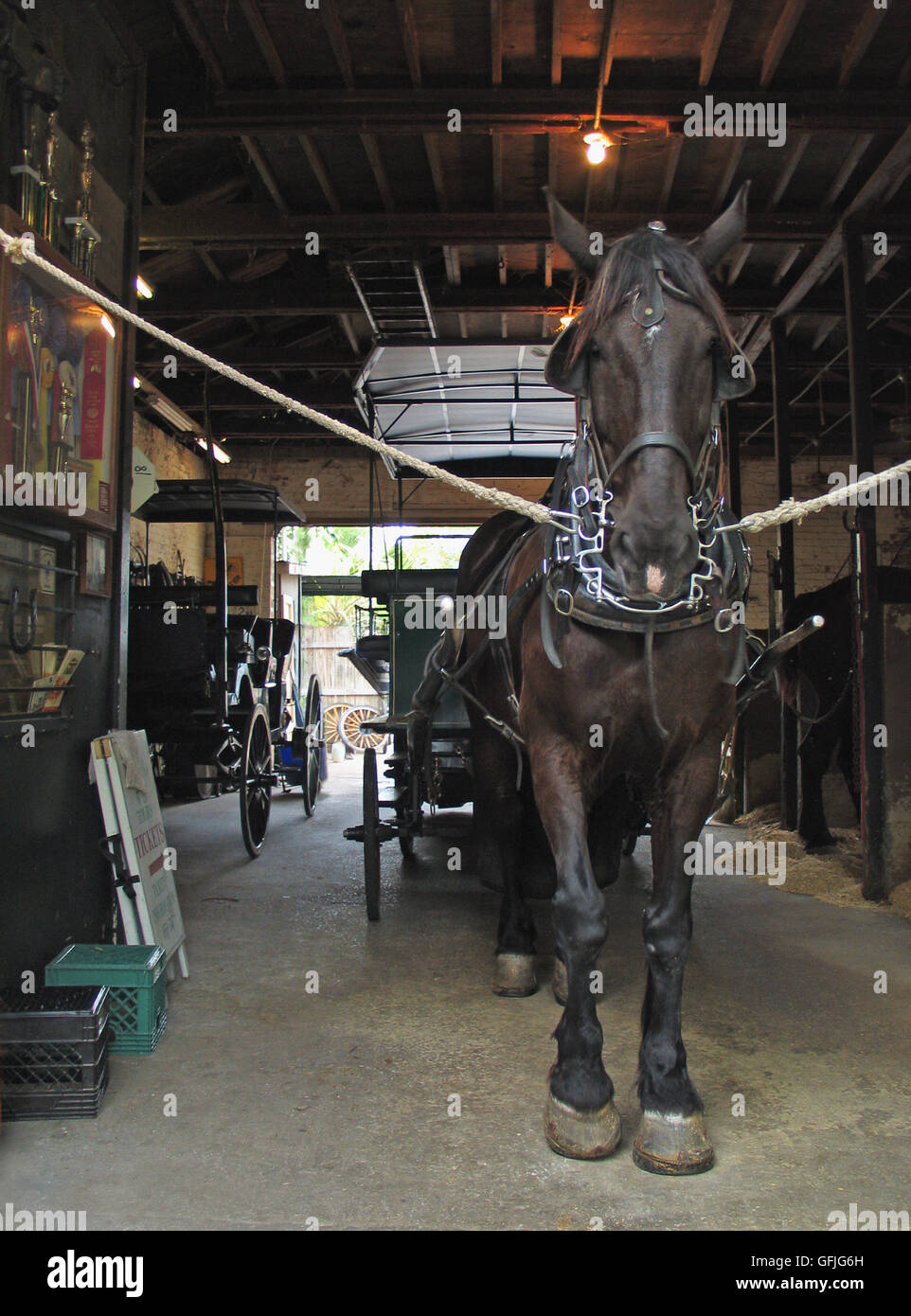 A horse stands ready to lead the way at Classic Carriage Tours in Charleston South Carolina. Stock Photo