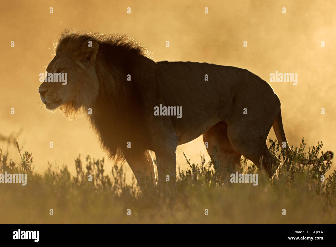 Big male African lion (Panthera leo) in dust at sunrise, Kalahari desert, South Africa Stock Photo