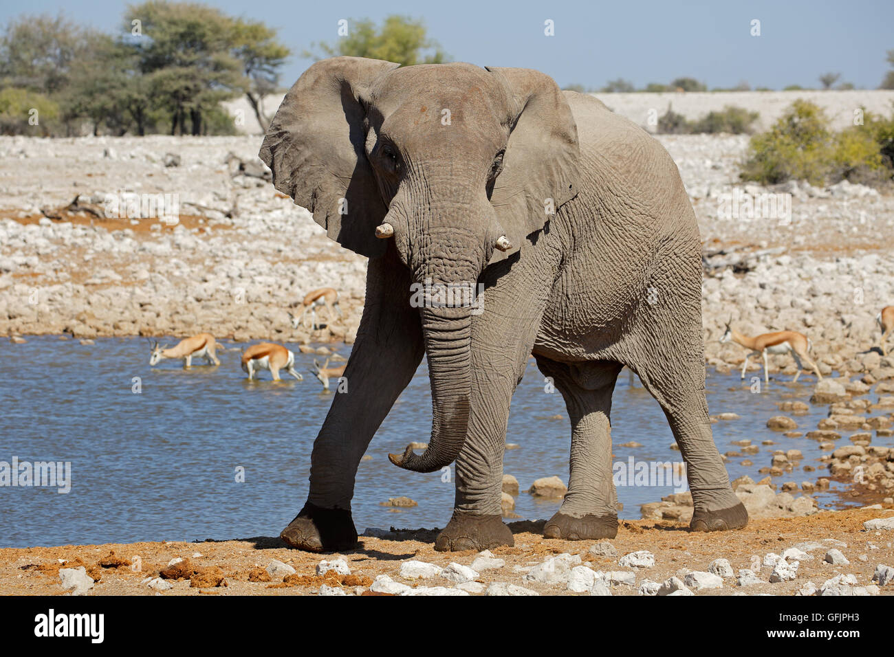 Large African bull elephant (Loxodonta africana) at a waterhole, Etosha National Park, Namibia Stock Photo
