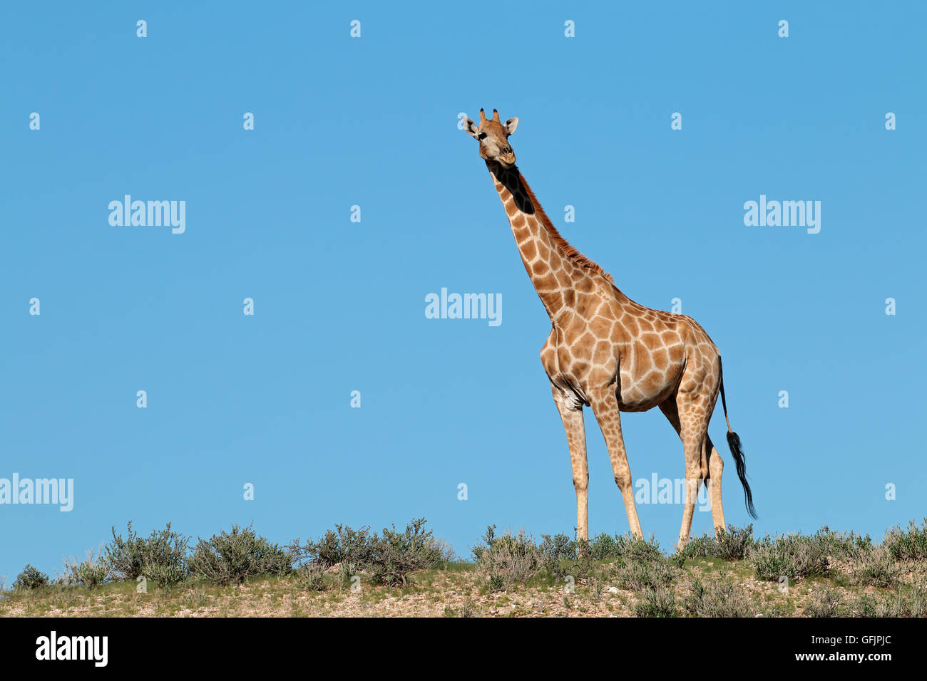 A giraffe (Giraffa camelopardalis) against a blue sky, Kalahari desert, South Africa Stock Photo