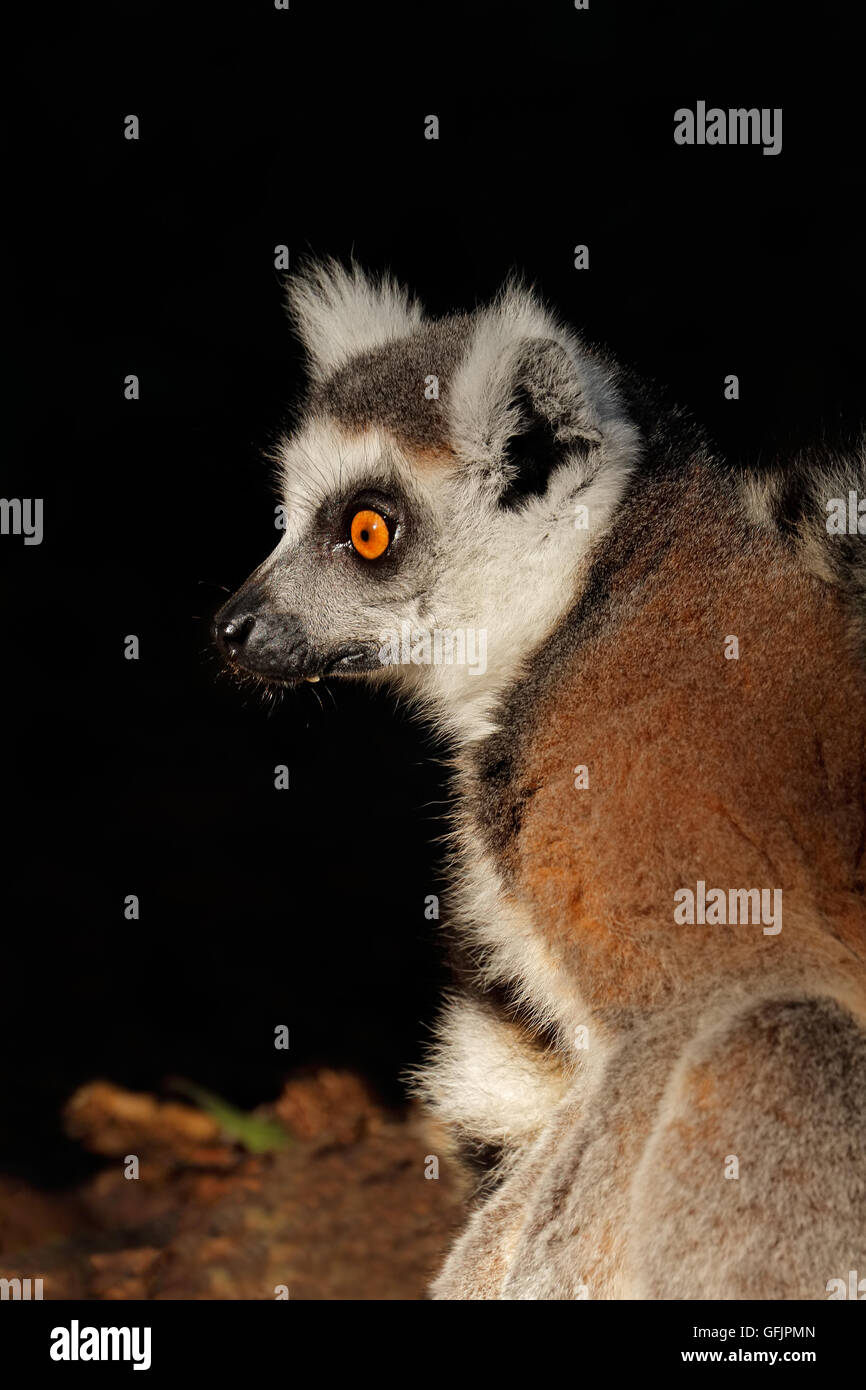 Portrait of a ring-tailed lemur (Lemur catta), Madagascar Stock Photo