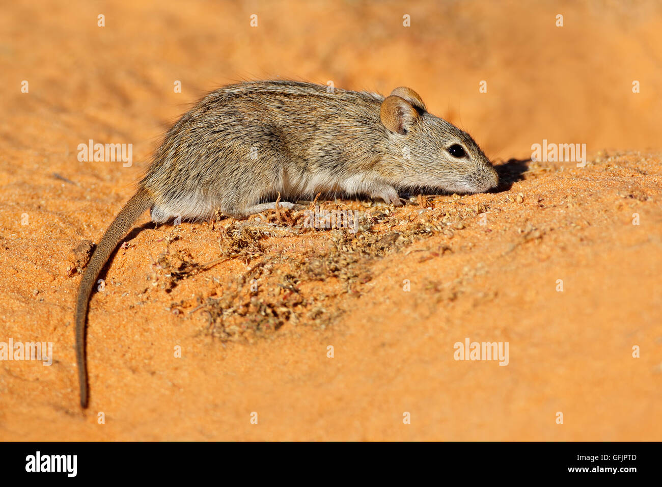 A striped mouse (Rhabdomys pumilio) in natural habitat, South Africa Stock Photo