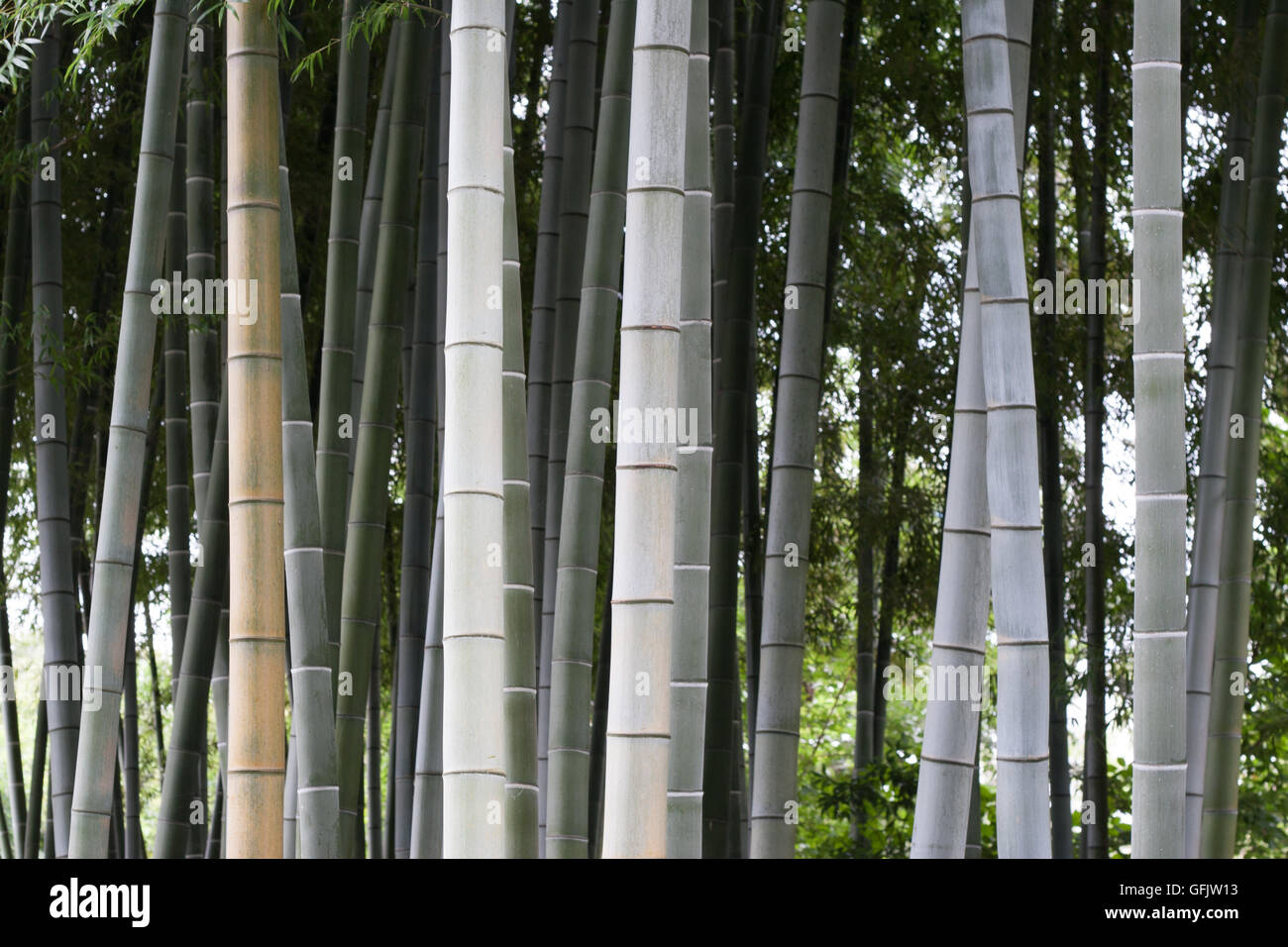 Bamboo forest in Japan Stock Photo - Alamy