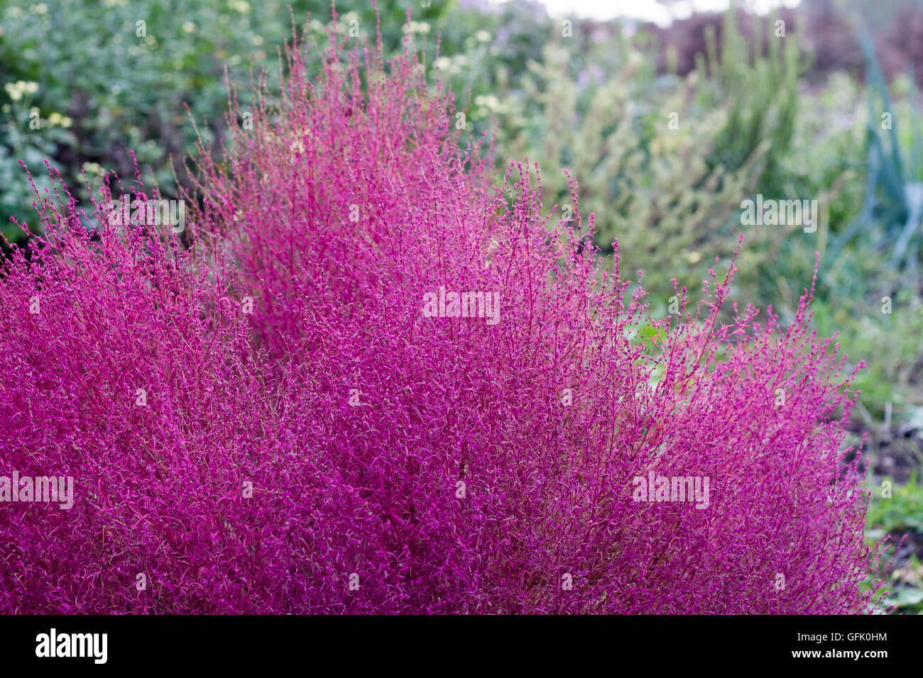 Red bassia scoparia also known as Kochia Stock Photo - Alamy