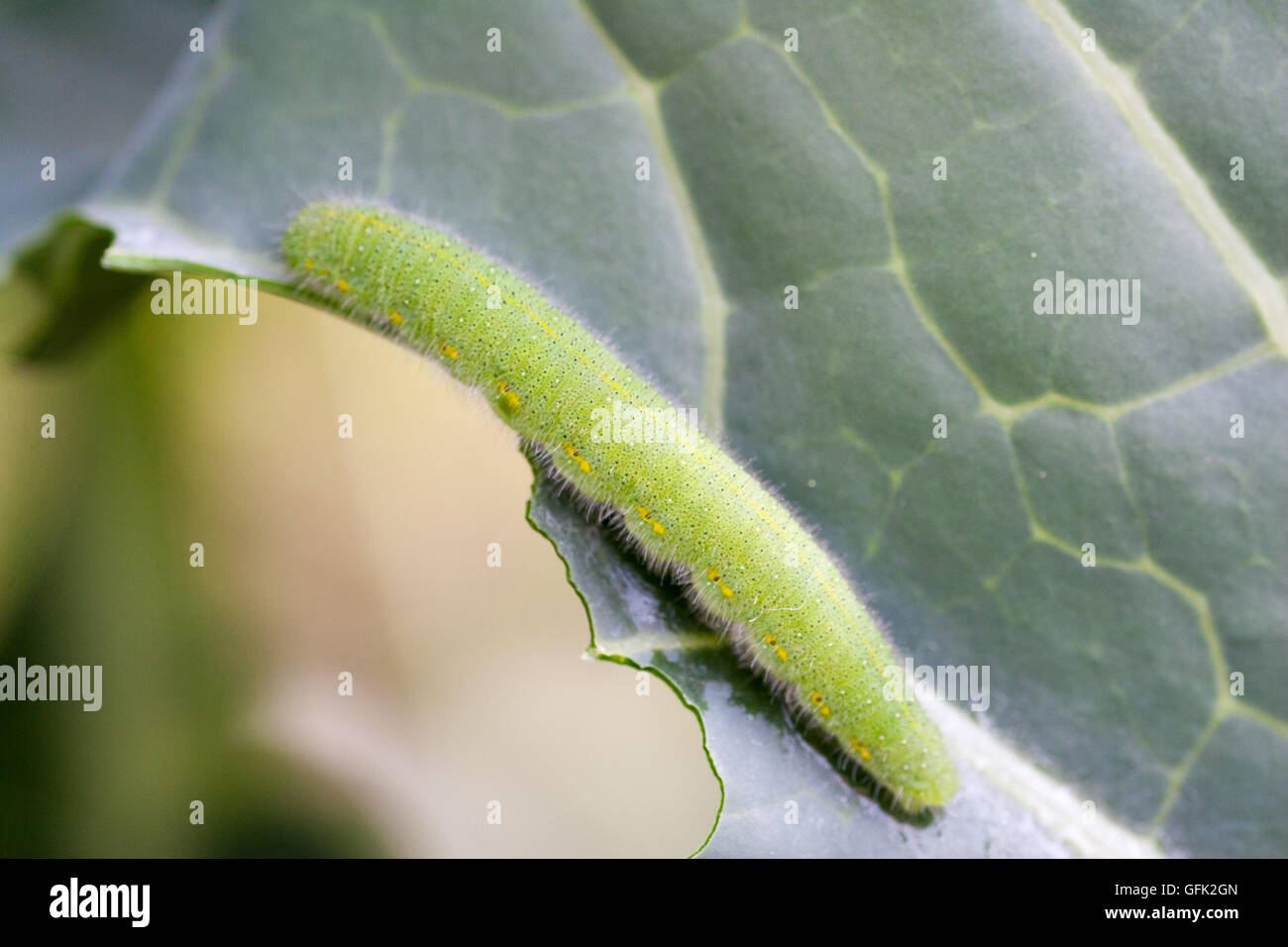Larva of butterfly on the leaf Stock Photo