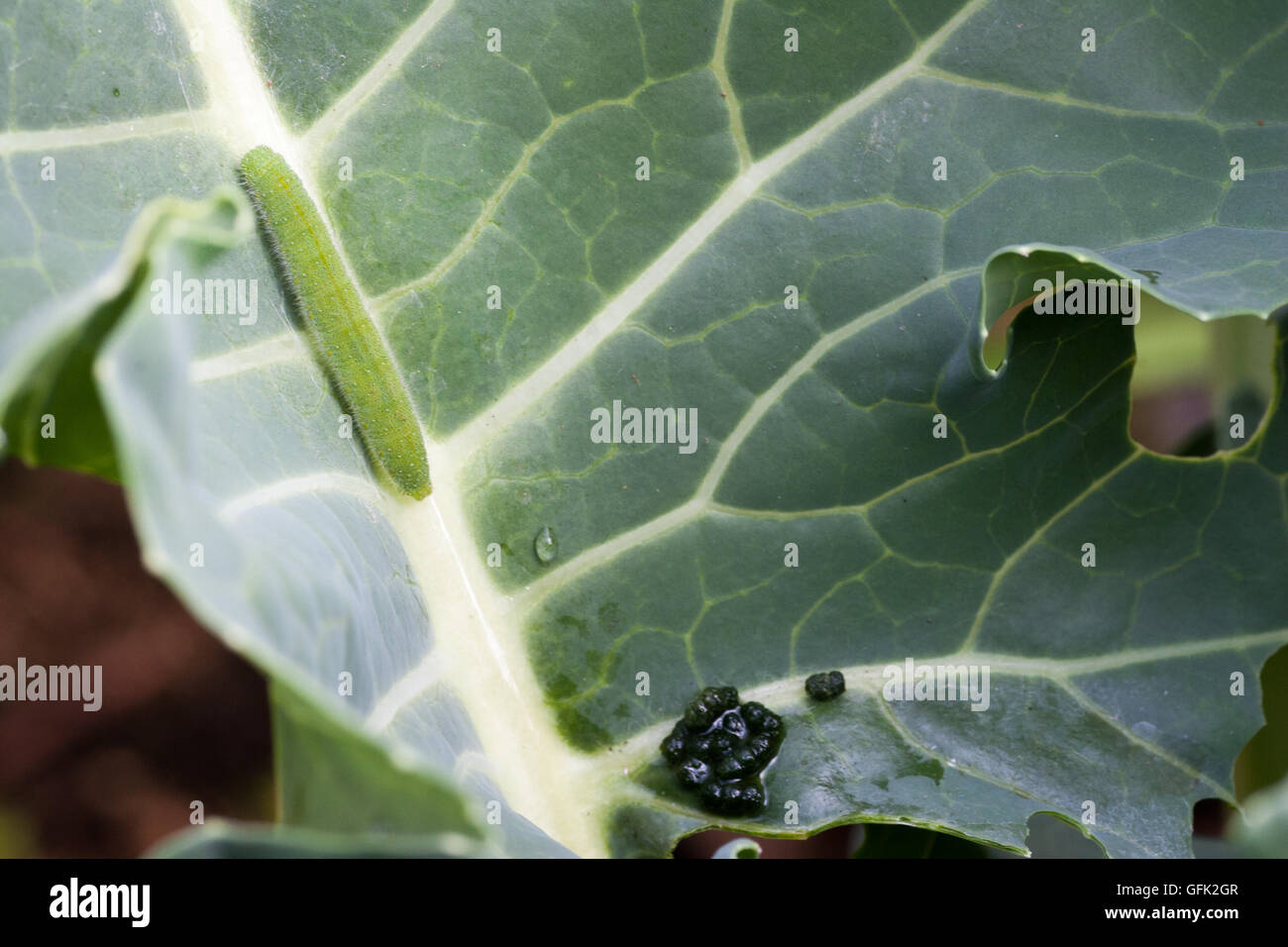 Larva of butterfly on the leaf Stock Photo