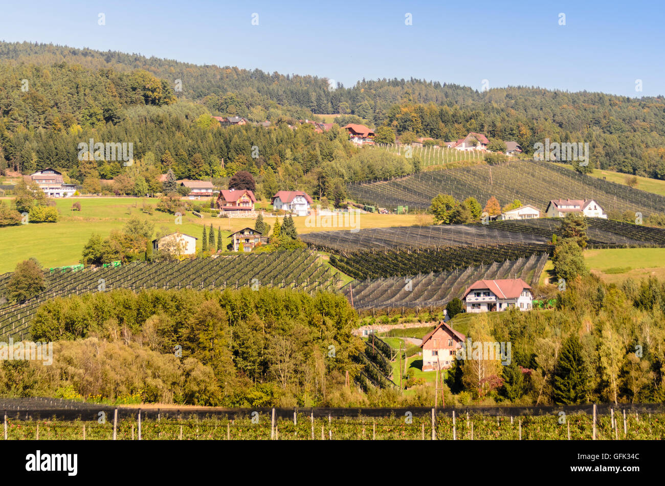 Feistritz bei Anger: Apple orchards in Feistritztal, Austria, Steiermark, Styria, Steirisches Thermenland - Oststeiermark Stock Photo