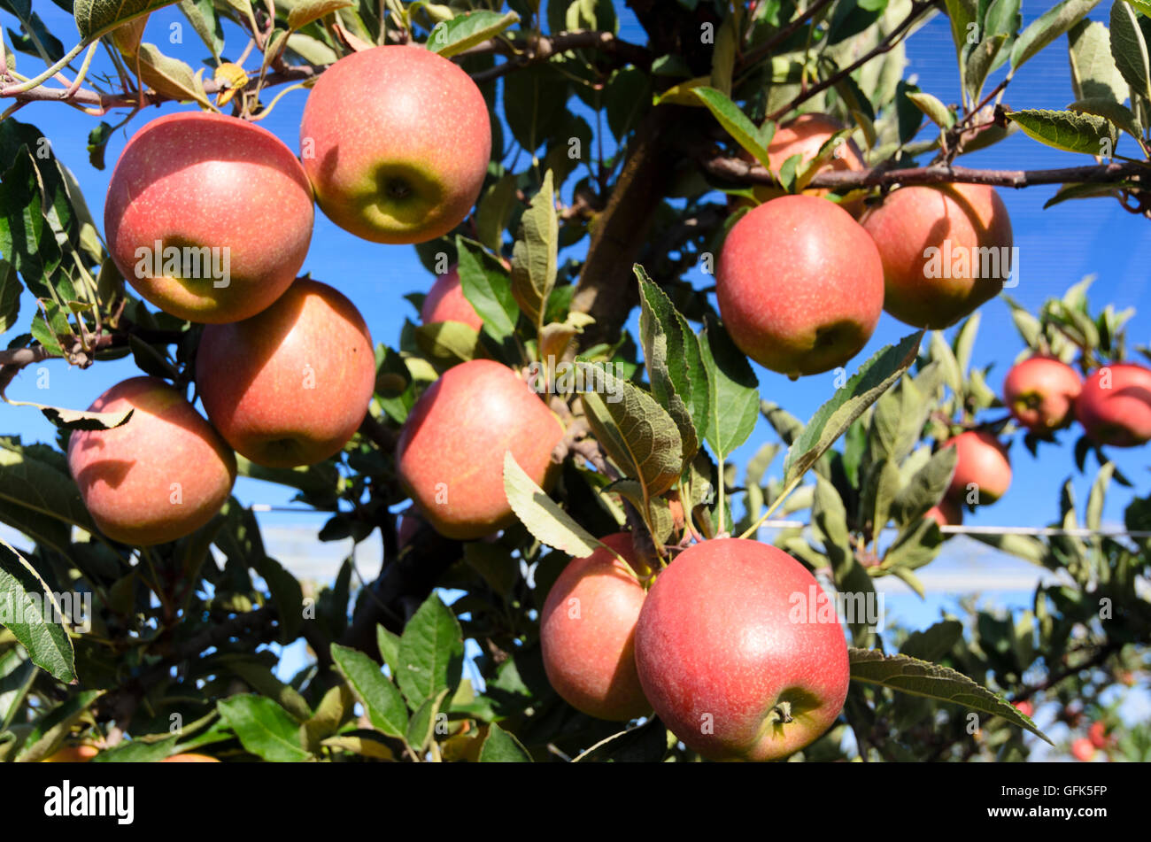 Gniebing-Weißenbach: Apple orchard, Austria, Steiermark, Styria, Steirisches Thermenland - Oststeiermark Stock Photo