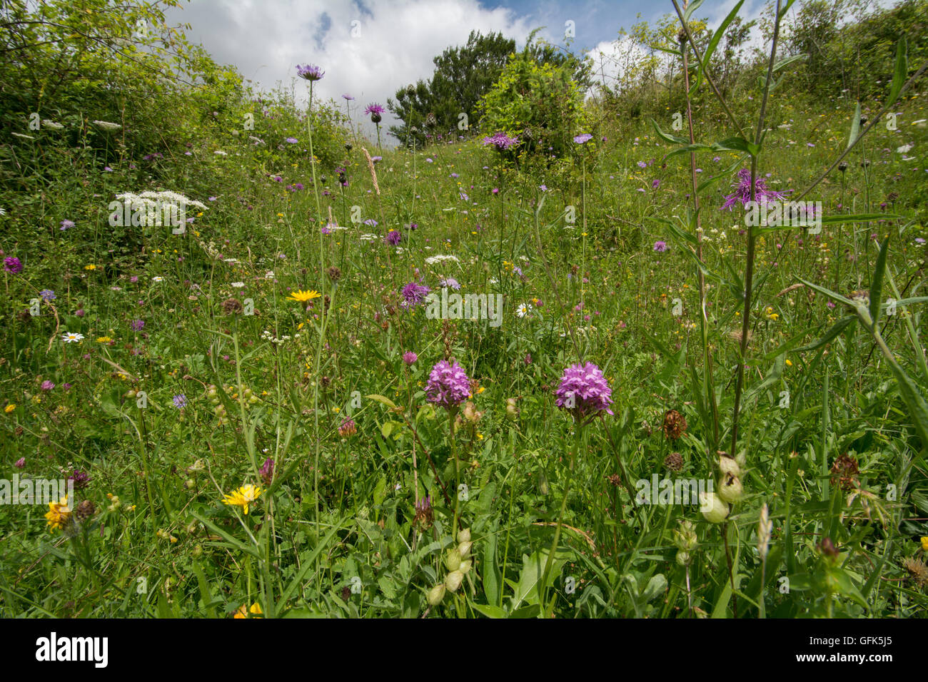 Wildflowers in chalk downland meadow habitat at Noar Hill, Hampshire, UK Stock Photo
