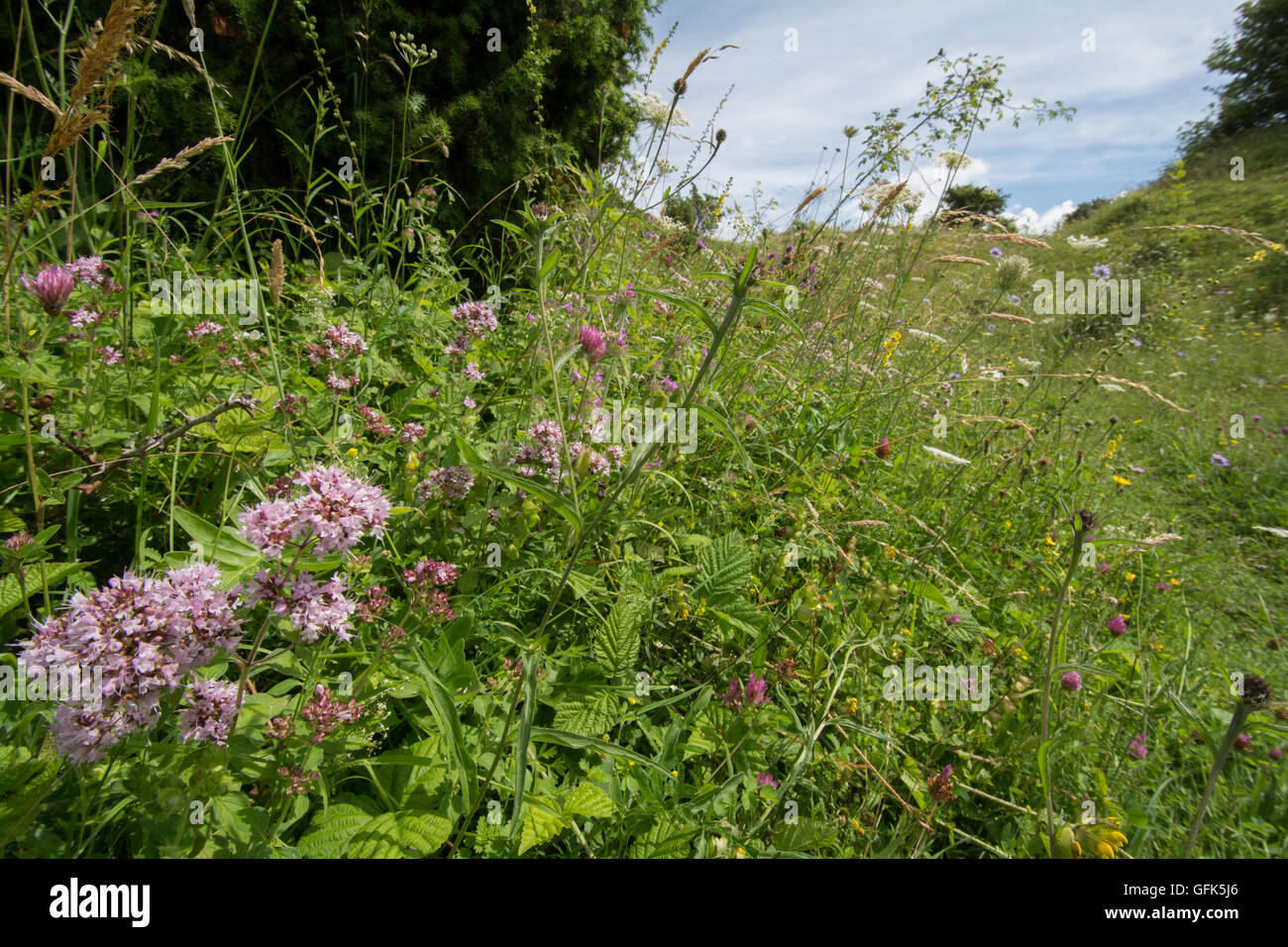 Wildflowers in chalk downland meadow habitat at Noar Hill, Hampshire, UK Stock Photo