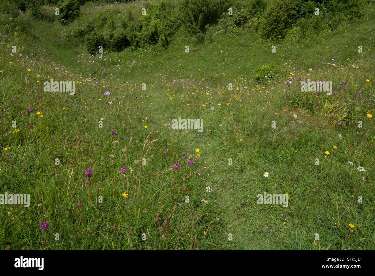 Wildflowers in chalk downland meadow habitat at Noar Hill, Hampshire, UK Stock Photo