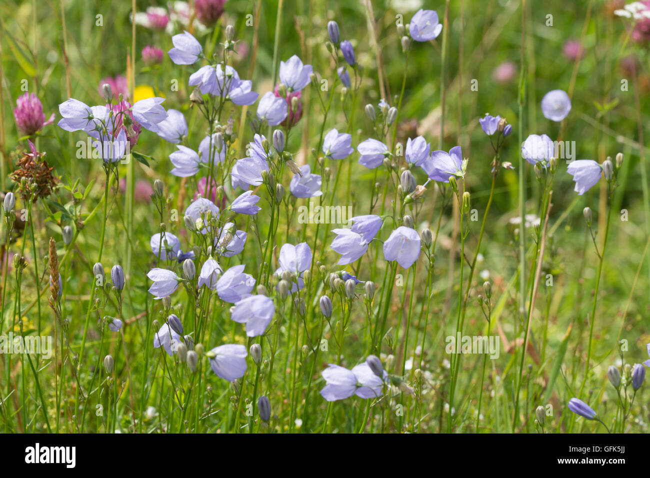 Harebells (Campanula rotundifolia) in wildflower meadow at Noar Hill, Hampshire, UK Stock Photo
