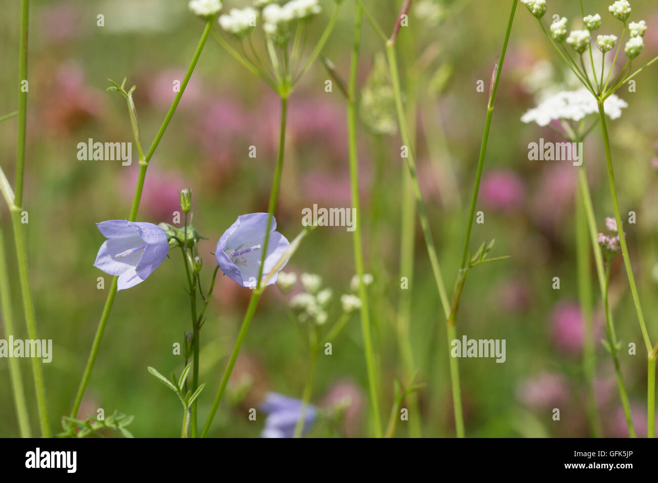 Harebells (Campanula rotundifolia) and other wildflowers in meadow habitat, UK Stock Photo