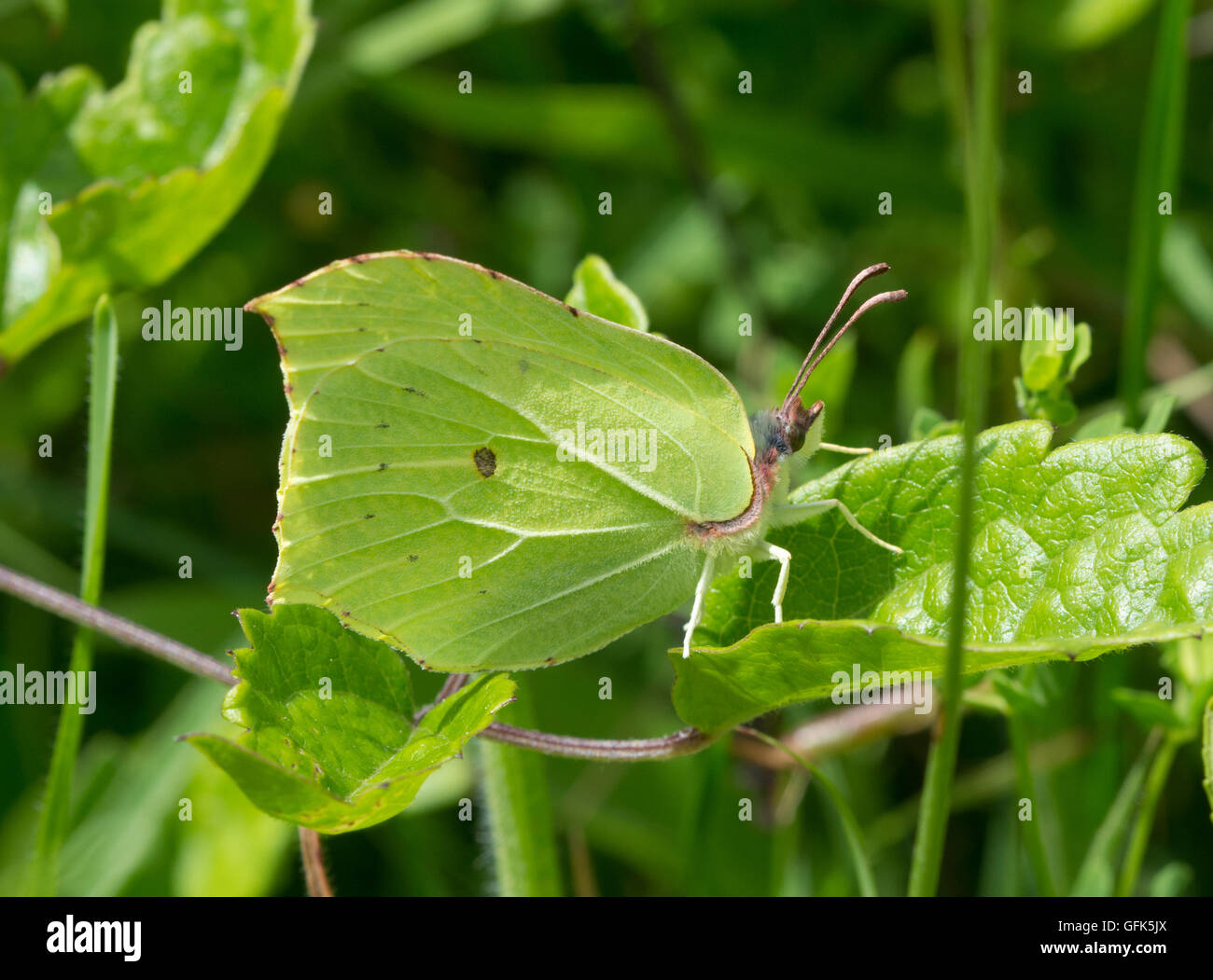 Male brimstone butterfly (Gonepteryx rhamni) in meadow habitat in England, UK Stock Photo