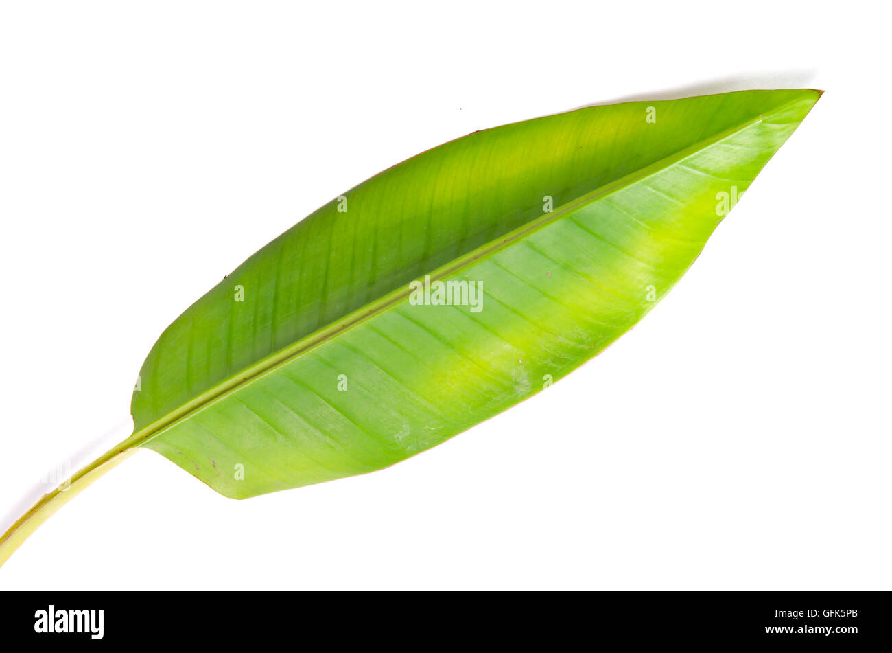 Banana (Other names are Musa banana acuminata, Musa balbisiana, and Musa x paradisiaca) leaf isolated on white background Stock Photo