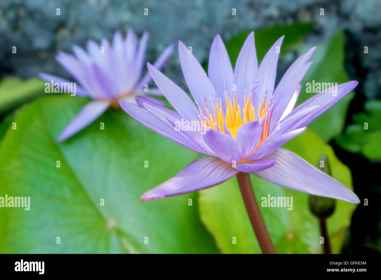 Lotus flower in purple violet color with green leaves in nature water pond Stock Photo