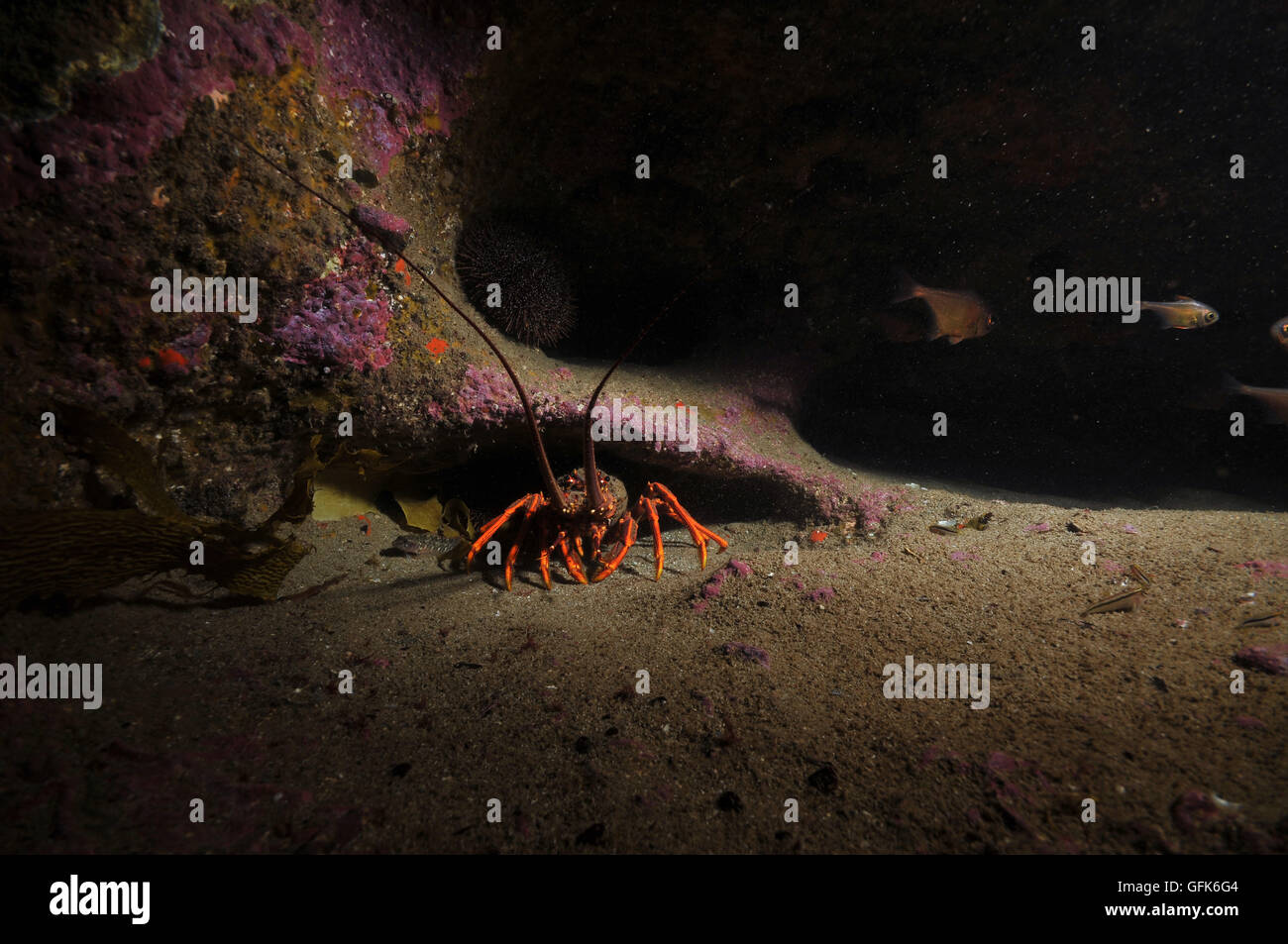 southern rock lobster dark crevice Stock Photo