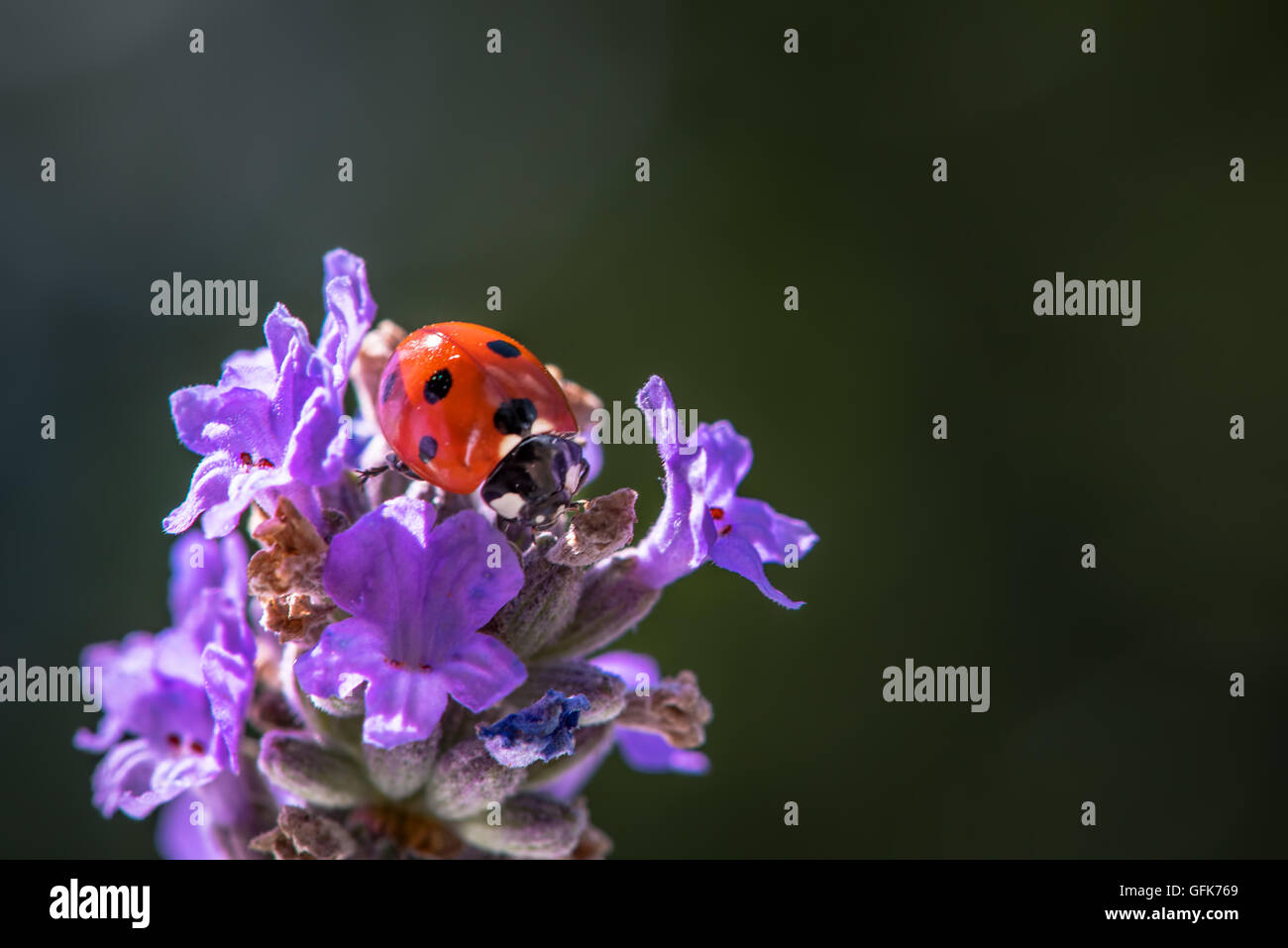 Macro of seven spot ladybug Coccinella septempunctata on lavender flower. Stock Photo