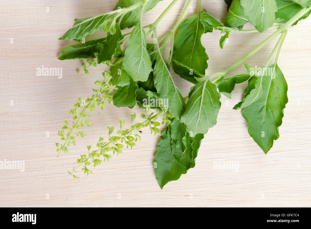 Basil leaf herb (Other names are Ocimum basilicum, great basil, Saint-Joseph's-wort, Basil Lamiaceae, thyrsiflora, lemon basil, Stock Photo