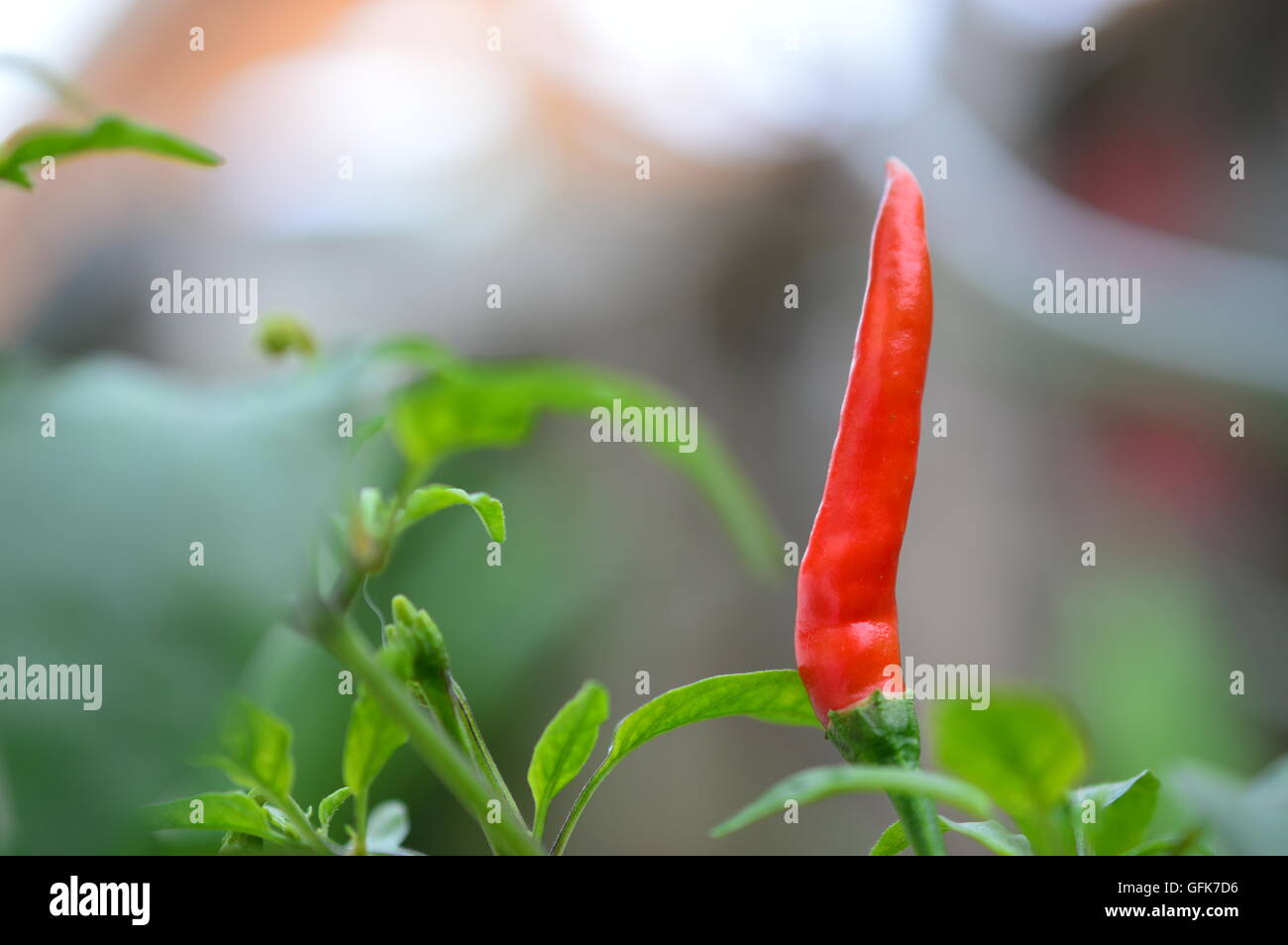 closed-up red chili pepper selective focus Stock Photo