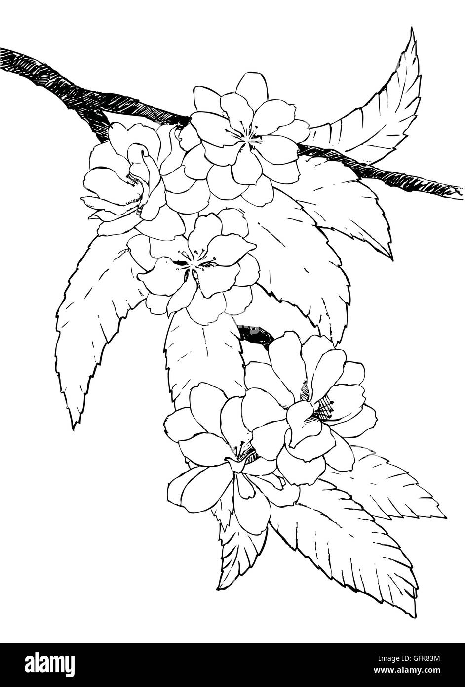 Japan cherry blossom painting Black and White Stock Photos & Images - Alamy