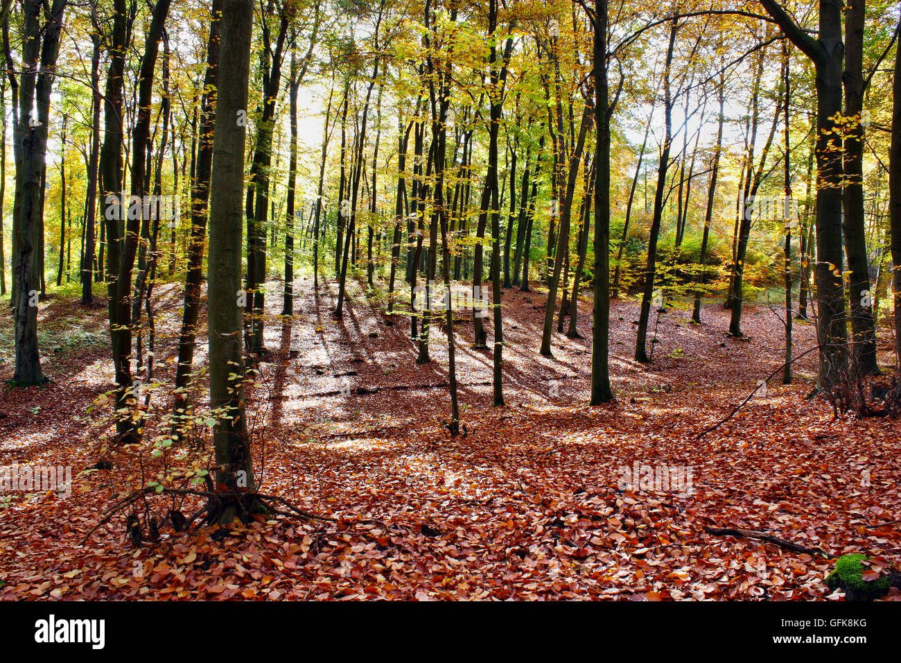 Autumn colors in the forest Stock Photo - Alamy