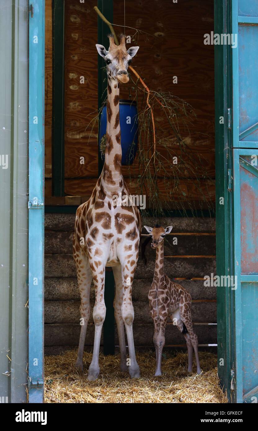 A two day old female Rothschild Giraffe calf stands next to her mother Lunar in her enclosure at Port Lympne Wild Animal Park near Ashford, Kent, becoming the first giraffe calf of the critically endangered species born at the park for eight years. Stock Photo