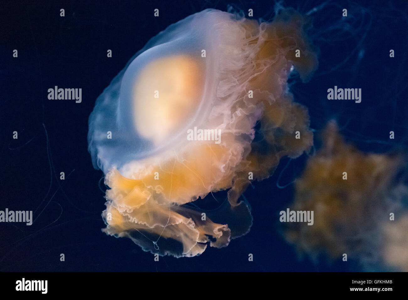 Fried egg jellyfish, species of jellyfish Stock Photo Alamy