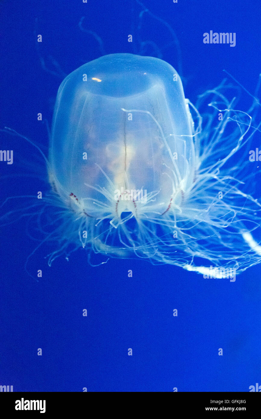 Spirocodon saltator. It is Japan's endemic species of jellyfish. Stock Photo