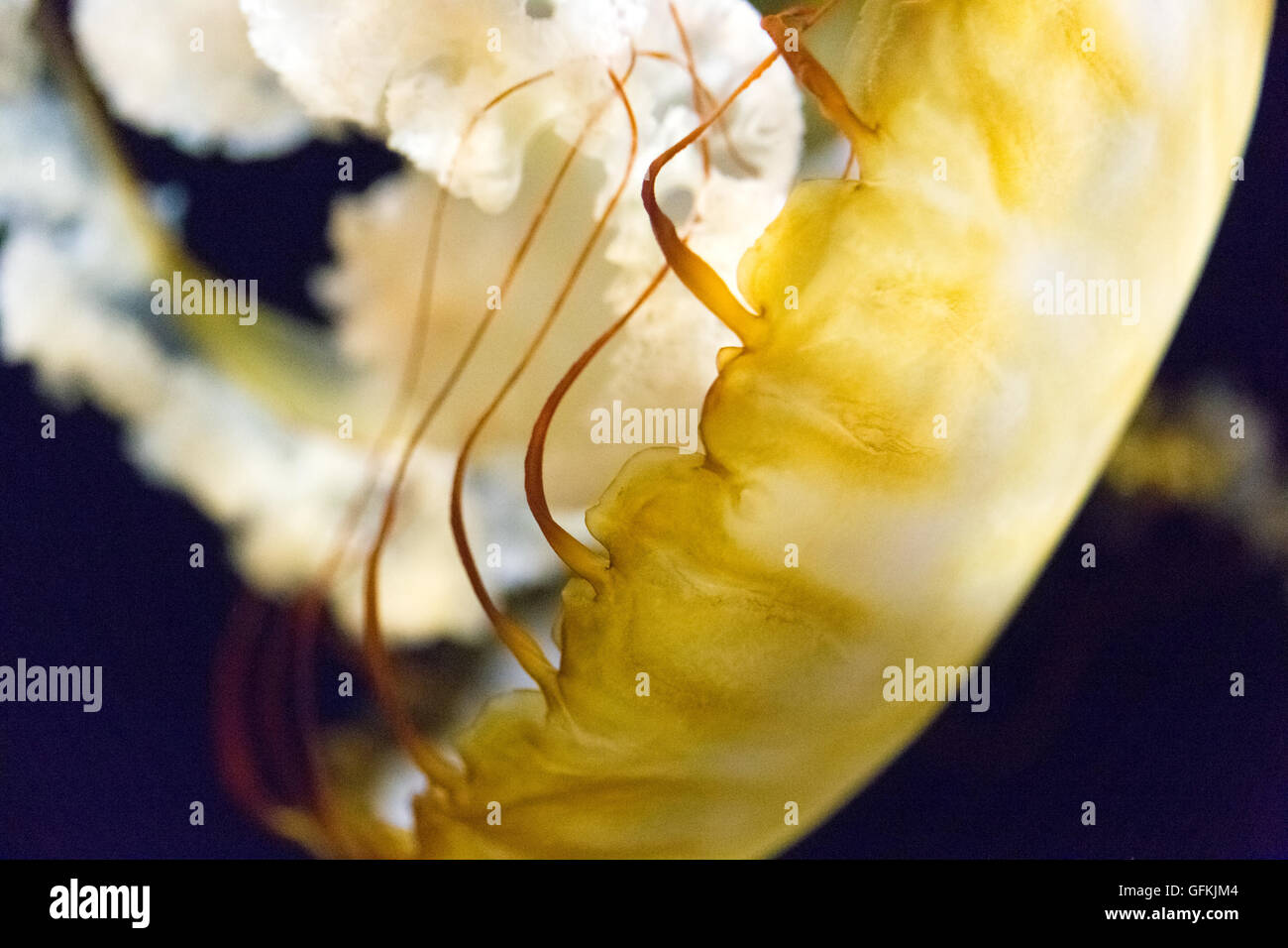 Pacific sea nettle, species of jellyfish Stock Photo