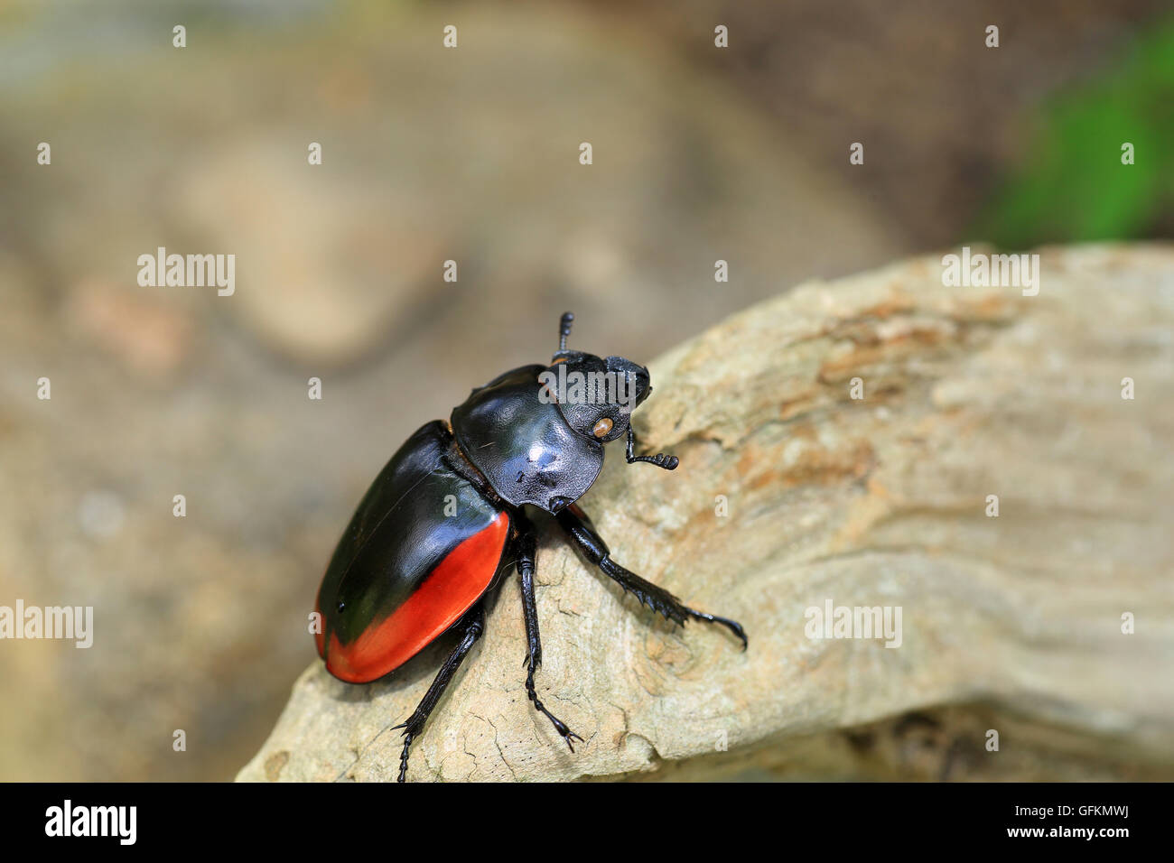 Odontolabis gazella beetle female in South Vietnam Stock Photo