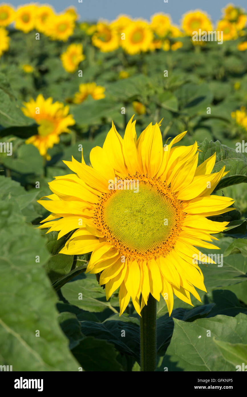 The photo shows blooming sunflowers in the field Stock Photo - Alamy
