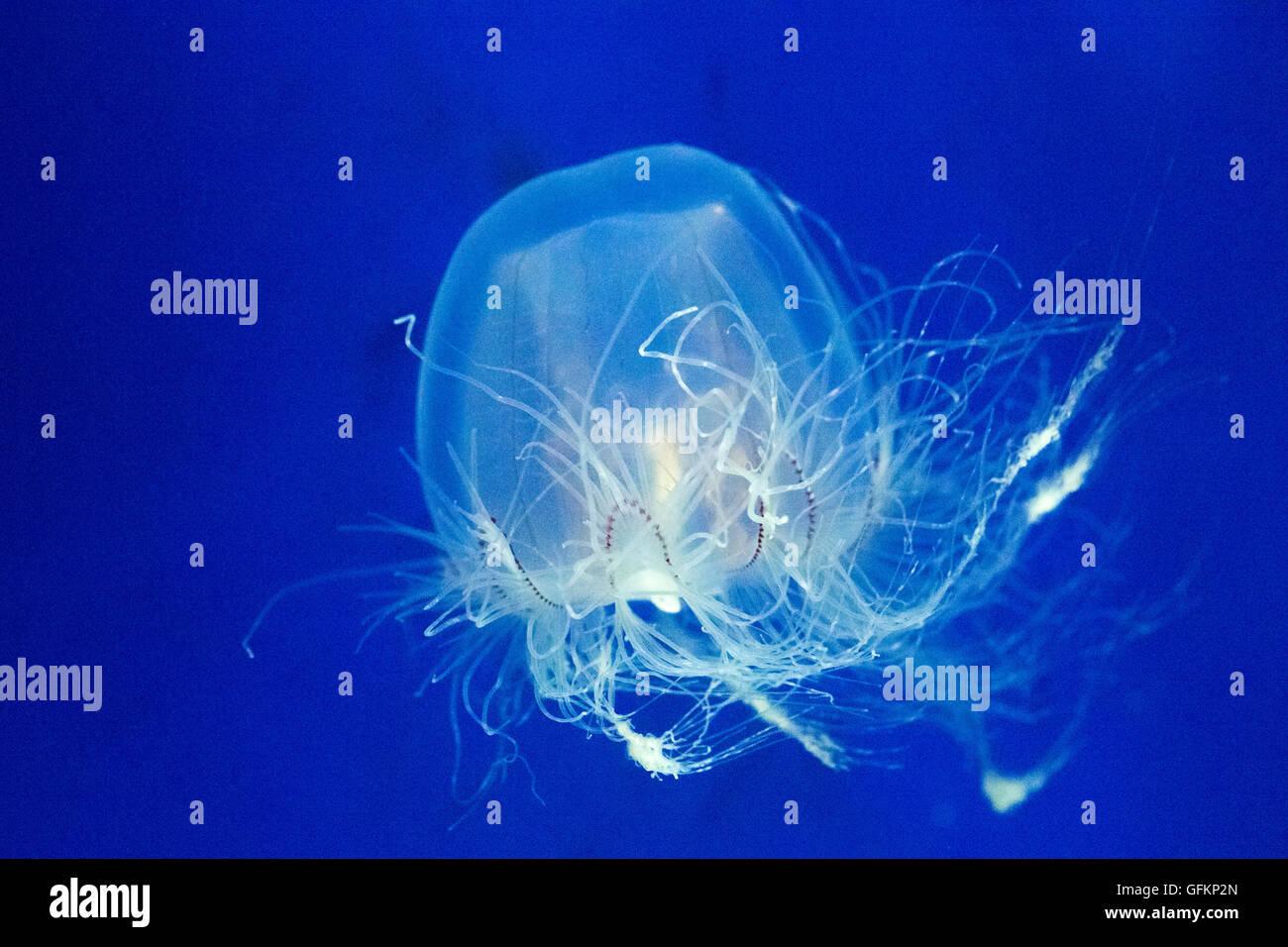 Spirocodon saltator, species of jellyfish Stock Photo