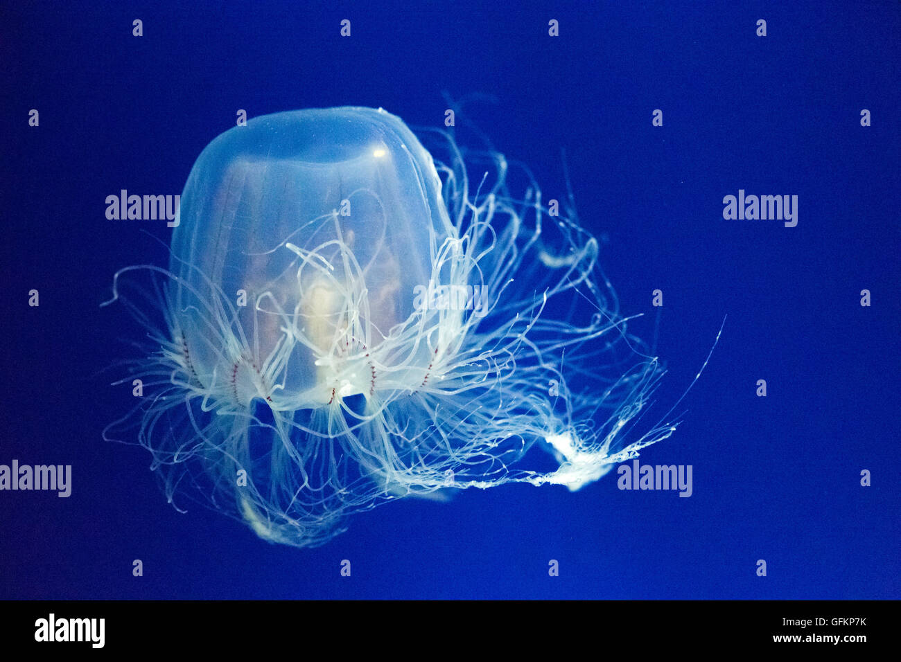 Spirocodon saltator, species of jellyfish Stock Photo