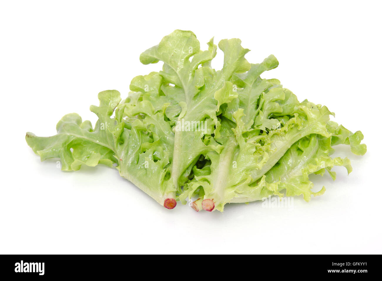 Salad vegetable leaf (Green oak and Batavia) isolated on white background Stock Photo