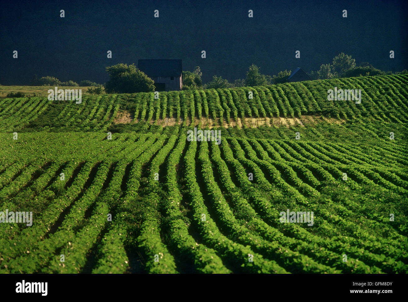 The food production and processing industries of New Brunswick are