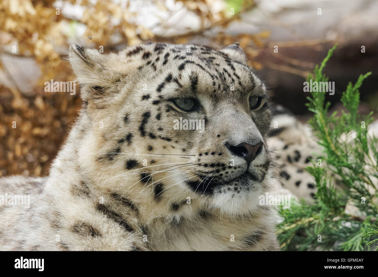 close up portrait of snow leopard Stock Photo