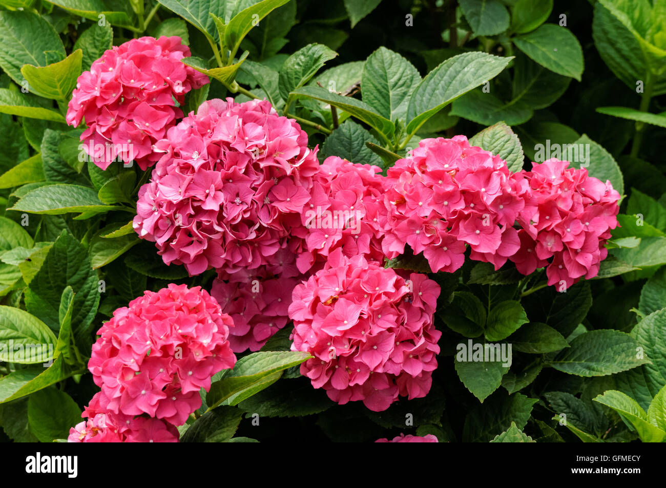 Hydrangea macrophylla hi-res stock photography and images - Alamy