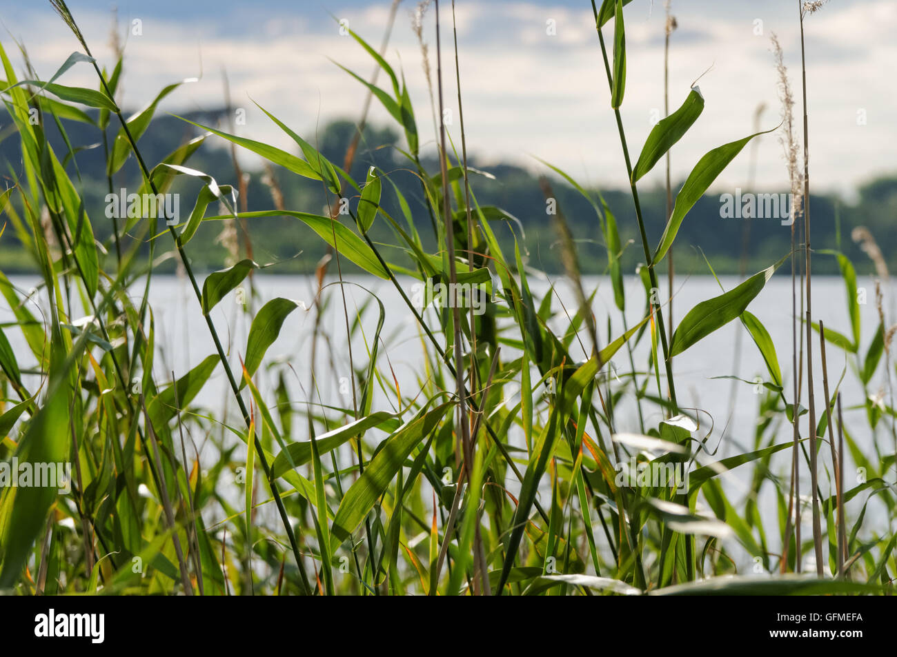Lake seen through green reeds Stock Photo