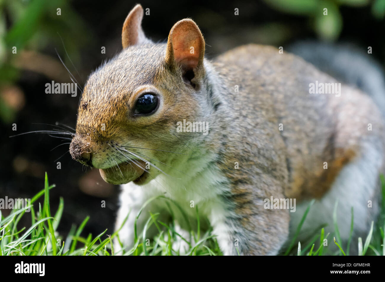 Squirrel eating nuts wild hi-res stock photography and images - Alamy