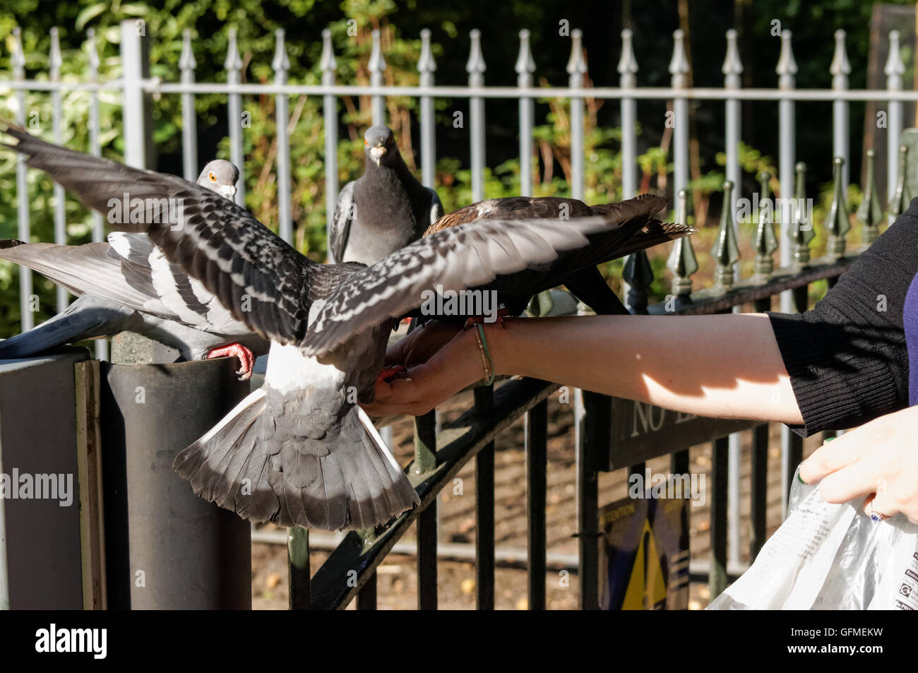 Woman hand feeding pigeons in St. James's Park, London England United Kingdom UK Stock Photo