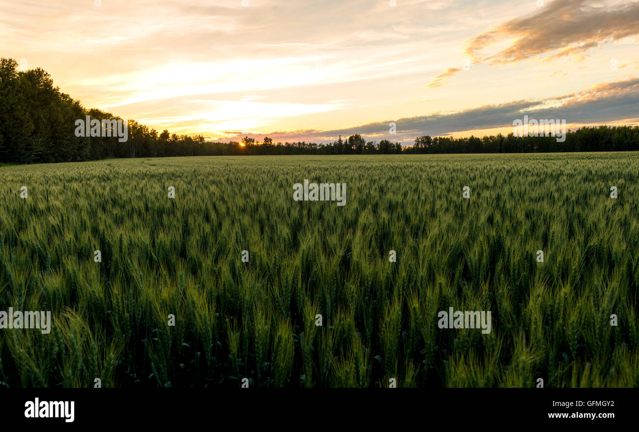 Wheat field texture hi-res stock photography and images - Alamy