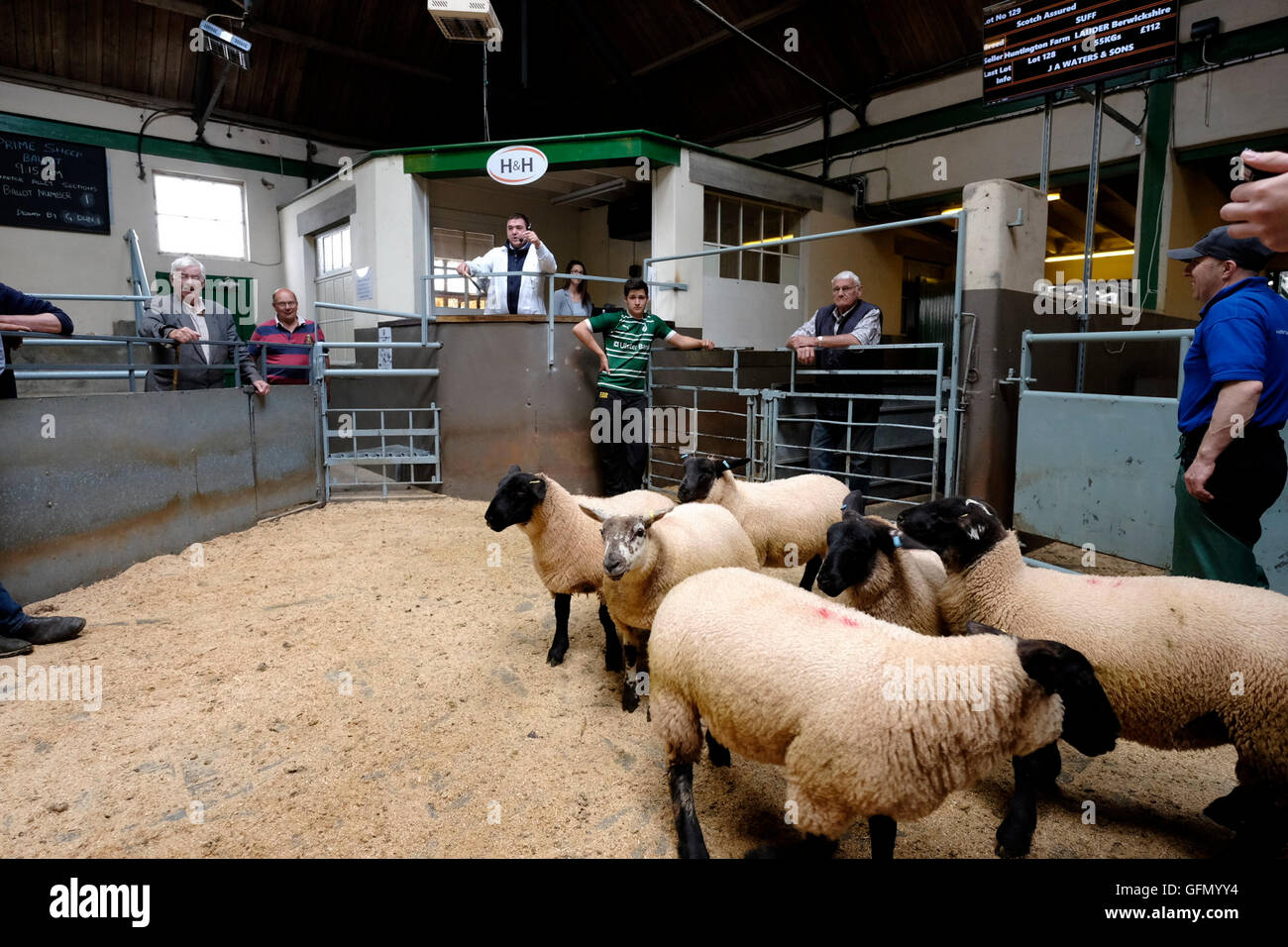 Newtown St Boswells, Auction Mart, UK. 01.Aug.2016. Prime Lamb & Cattle