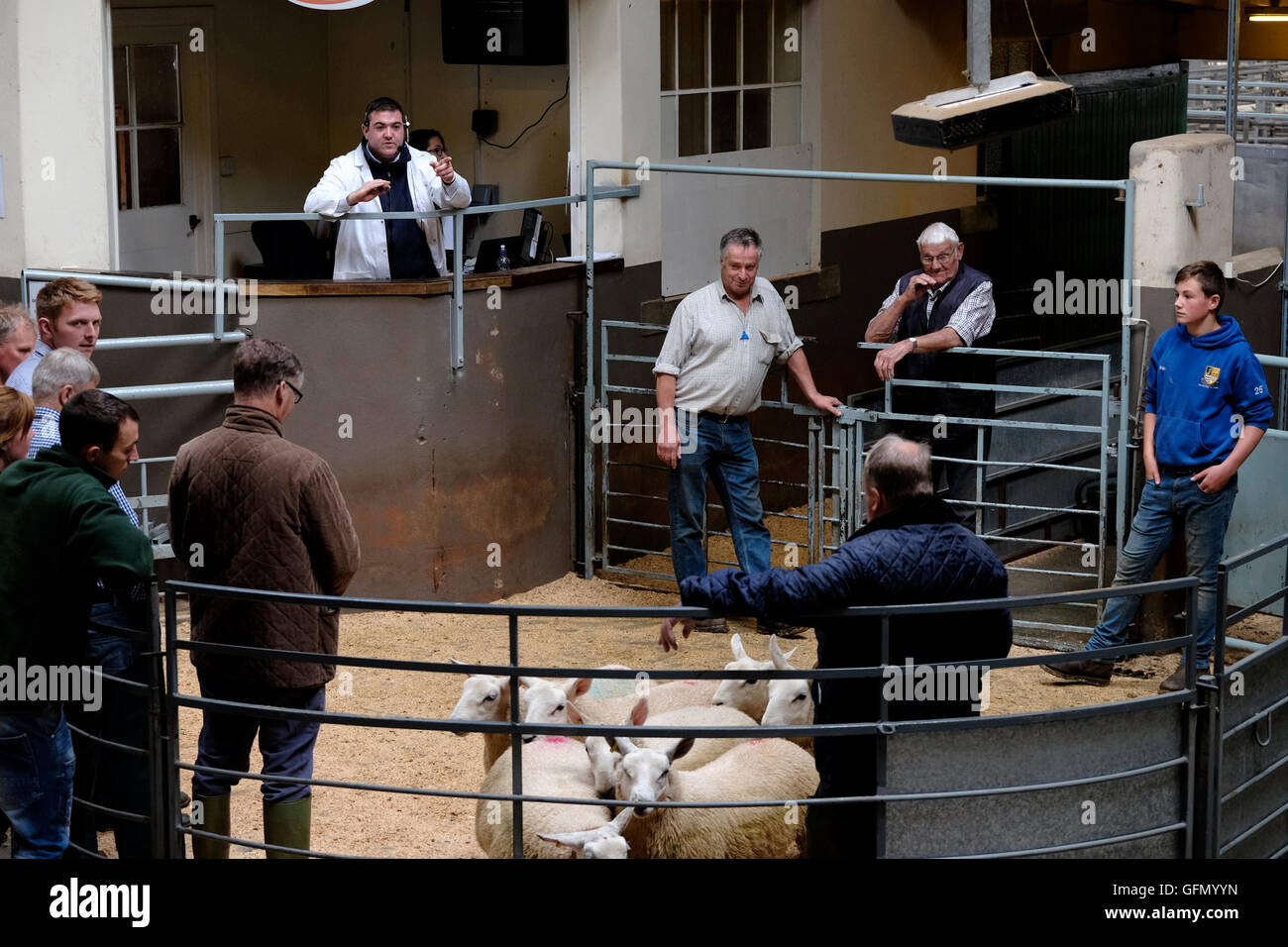 Newtown St Boswells, Auction Mart, UK. 01.Aug.2016. Prime Lamb & Cattle