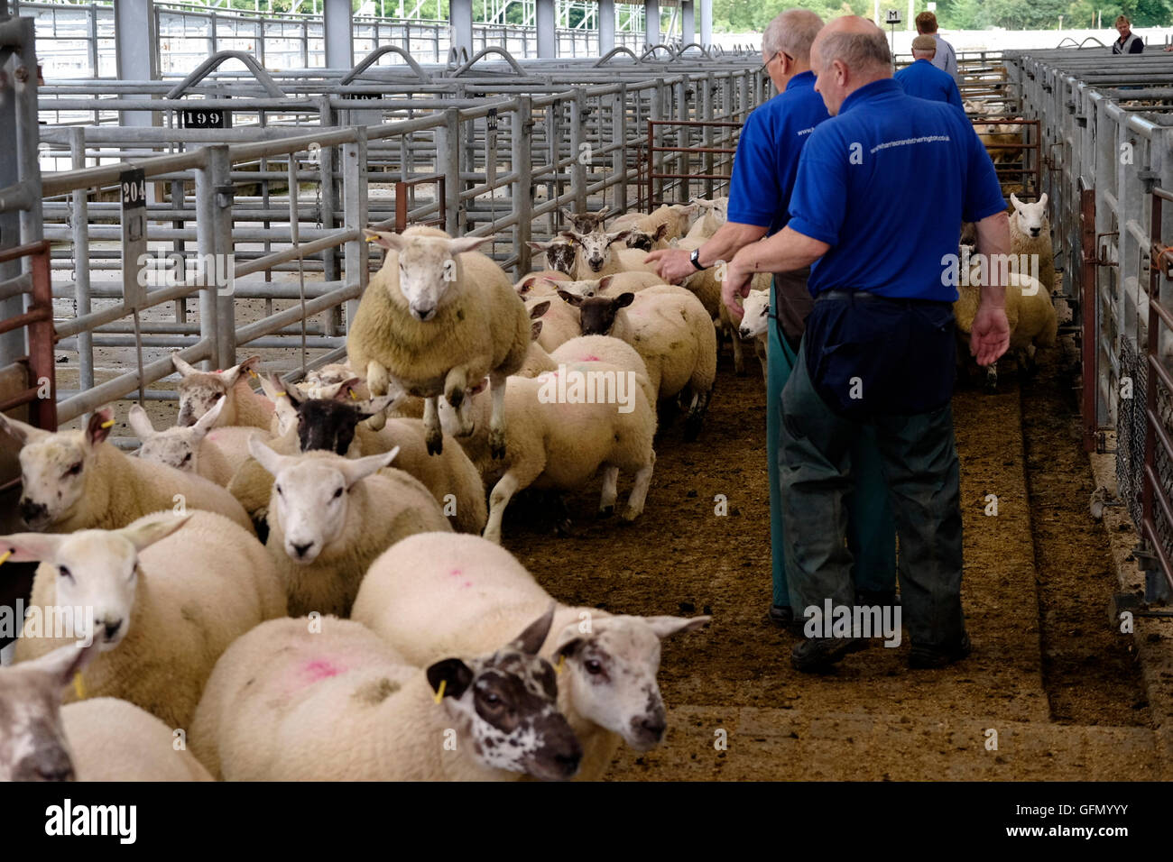 Newtown St Boswells, Auction Mart, UK. 01.Aug.2016. Prime Lamb & Cattle
