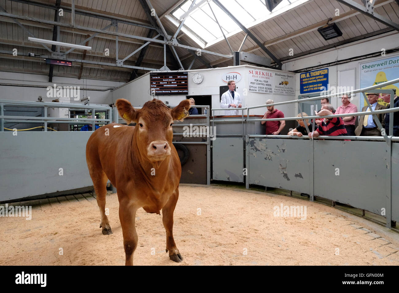Newtown St Boswells, Auction Mart, UK. 01.Aug.2016. Prime Lamb & Cattle