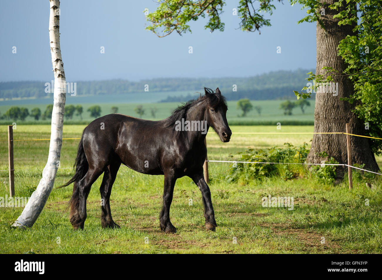 Friesian colt in meadow. Black Friesian horse. Stock Photo