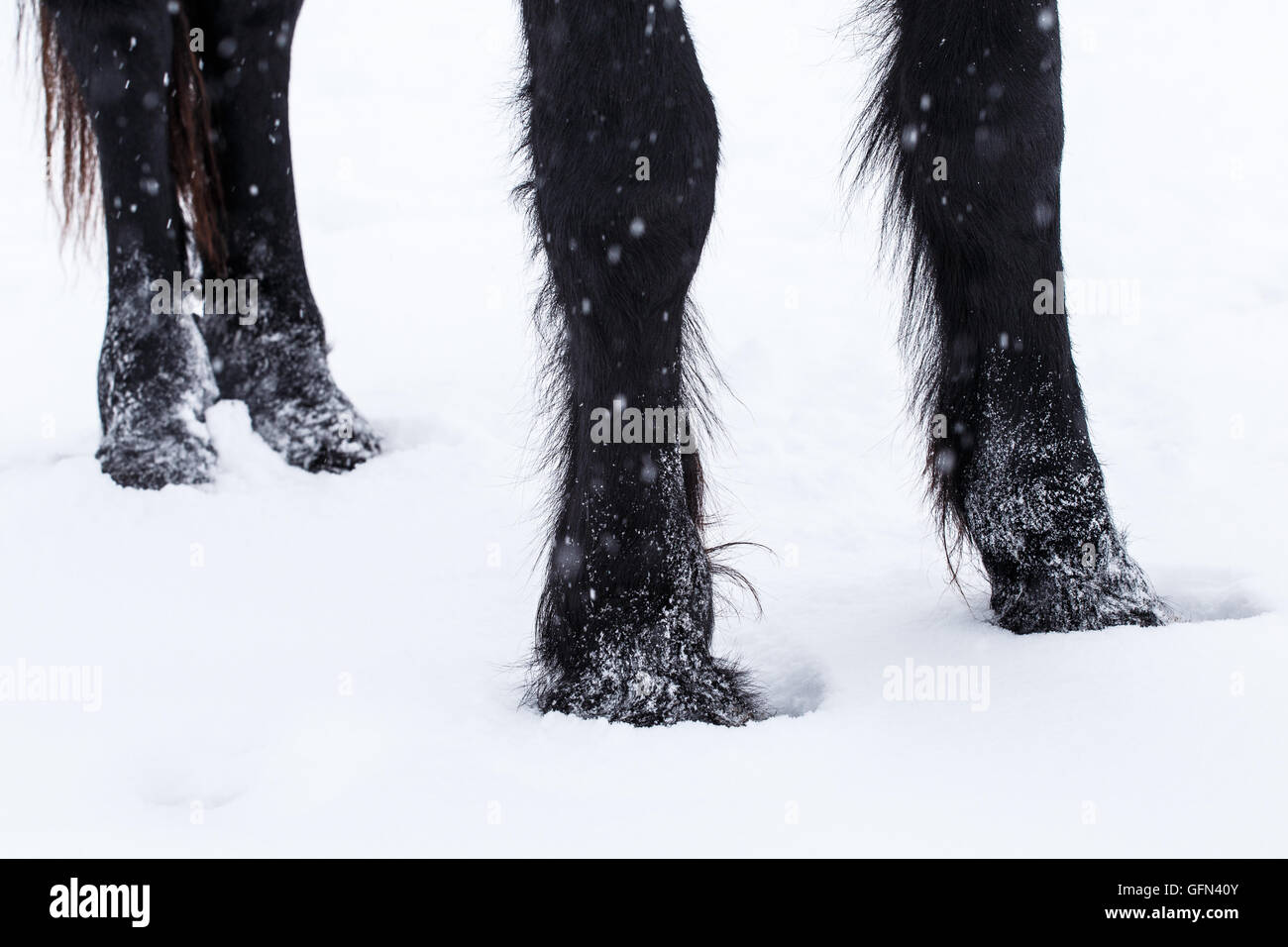 Friesian horse hooves in the snow Stock Photo Alamy