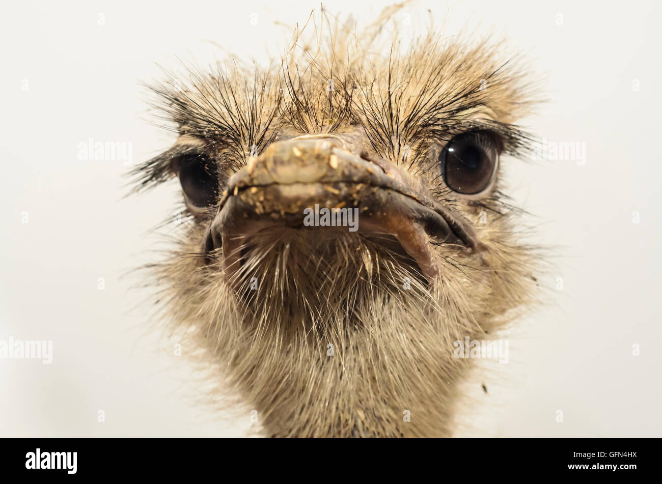 Schönberg am Kamp: African ostrich ( Struthio camelus ) in farm, Austria, Niederösterreich, Lower Austria, Wachau Stock Photo
