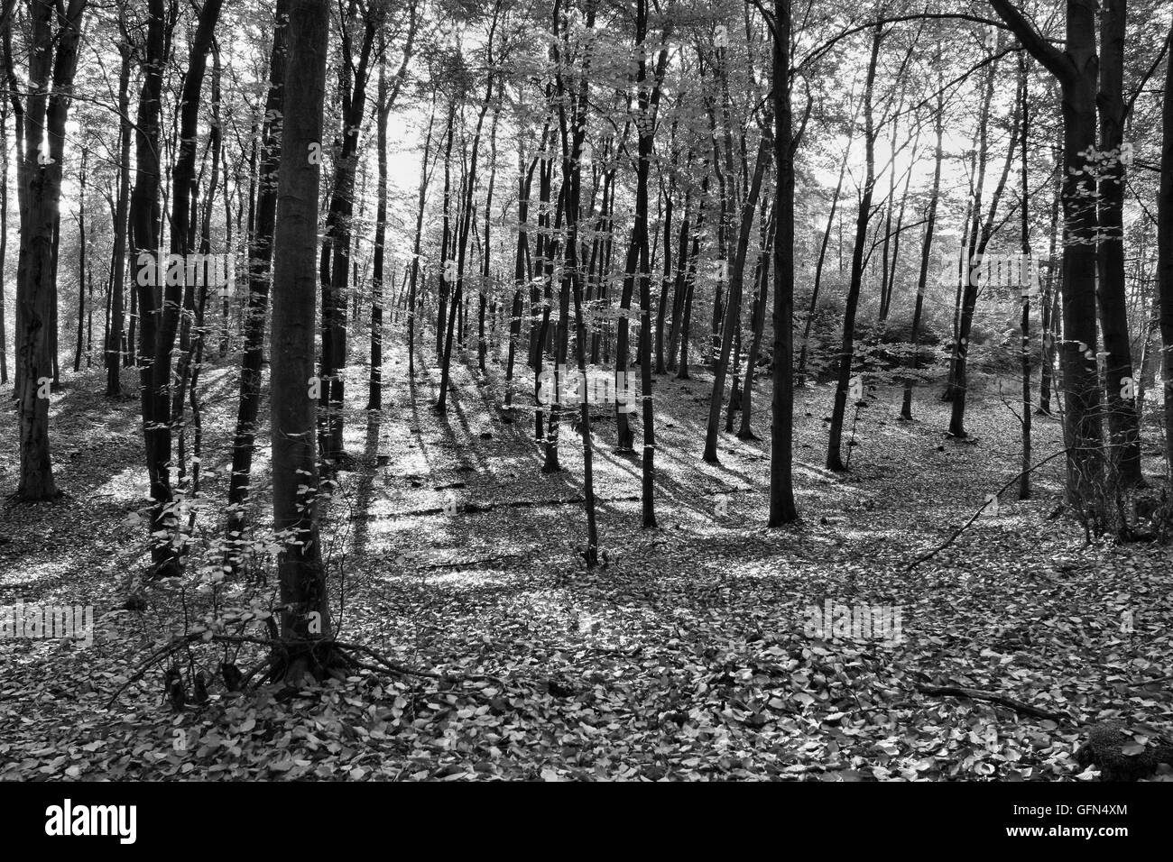 Landscape autumn in the forest black and white color Stock Photo - Alamy